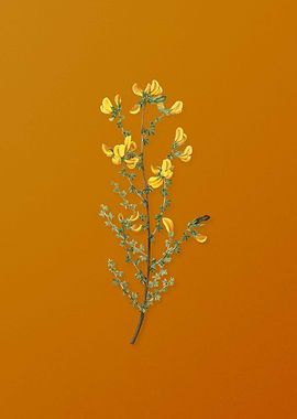 Vintage Adenocarpus Flower