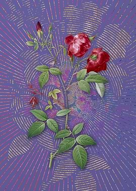 Violet Velvet China Rose