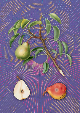 Violet Vintage Pear 6