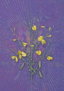 Yellow Broom Flowers Art