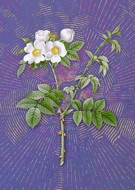 White Flowered Rose Purple