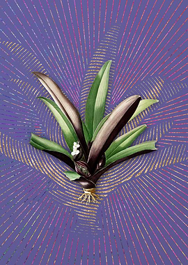 Violet Vintage Boat Lily