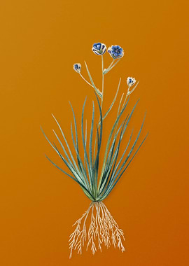 Vintage Blue Corn Lily