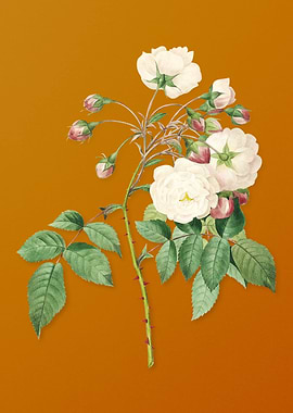 Adelia Aurelianensis