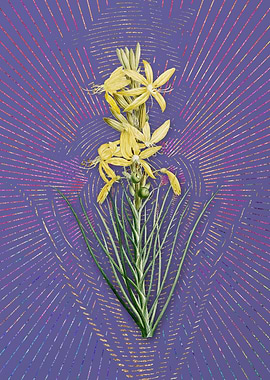 Violet Yellow Asphodel 2