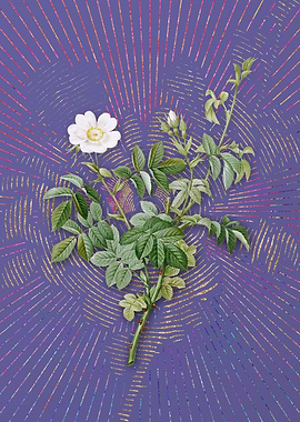 White Downy Rose Flora