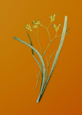 Anigozanthos Flavida