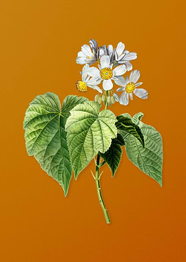 Vintage African Hemp