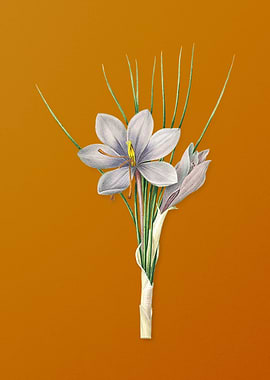Vintage Autumn Crocus