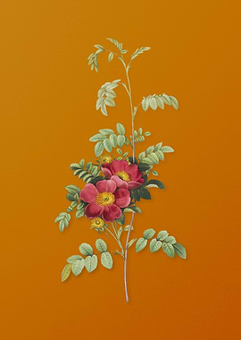 Vintage Alpine Rose Flower