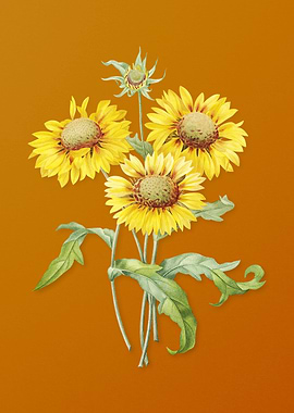 Vintage Blanket Flowers