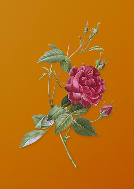 Blood Red Bengal Rose