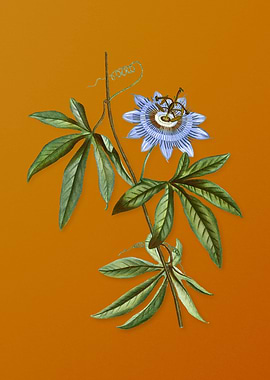 Vintage Blue Passionflower