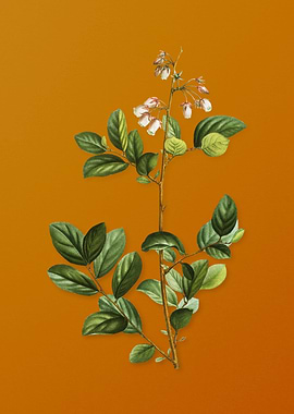 Andromeda Mariana Branch