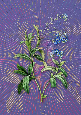 Water Forget Me Not Purple