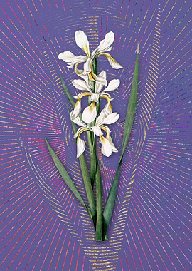 Yellow Banded Iris 2 Art