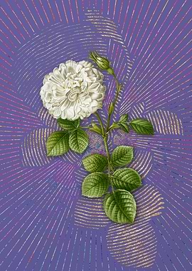 White Rose of York 3 Art