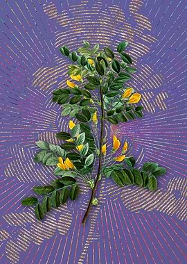 Violet Siberian Pea Tree