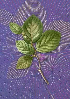 Vintage Witch Hazel Purple