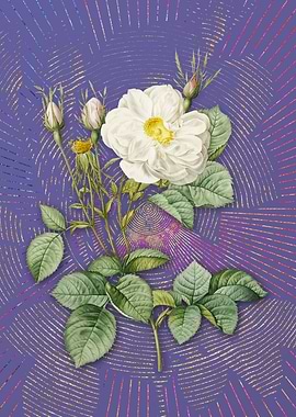 White Rose of York 2 Art