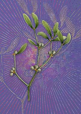 Viscum Album Branch Purple