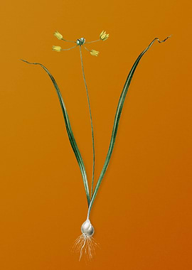 Allium Scorzonera Folium