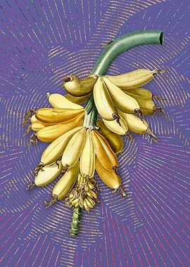 Violet Vintage Banana