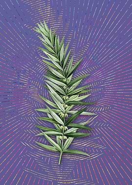 Whorled Solomons Seal