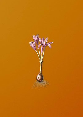 Vintage Autumn Crocus