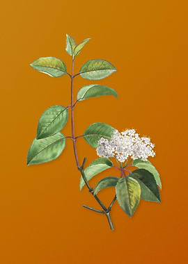 Vintage Black Haw Flower