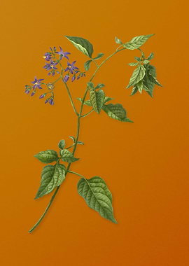 Vintage Bittersweet Flower