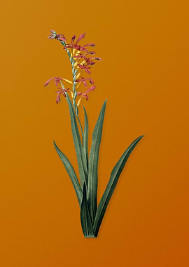 Antholyza Aethiopica