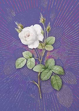 White Misty Rose Flora