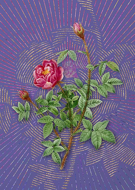 Violet Vintage Moss Rose