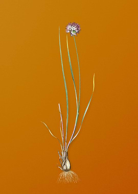 Vintage Allium Foliosum