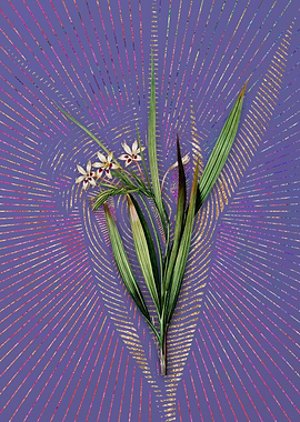 Violet White Baboon Root