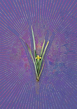 Vintage Yellow Iris Purple