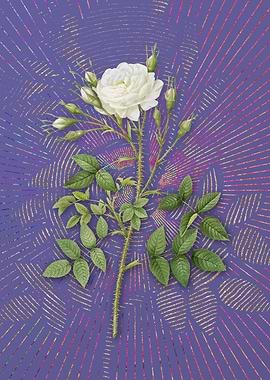 White Rose of Rosenberg