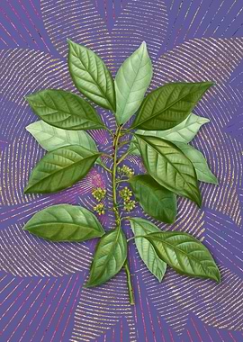 Violet Vintage Redbay