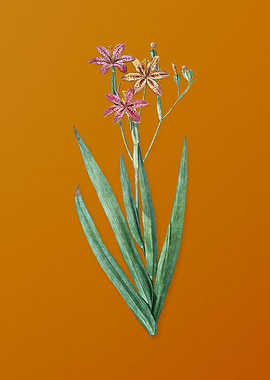 Vintage Blackberry Lily