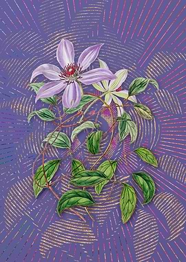 Violet Clematis Flower