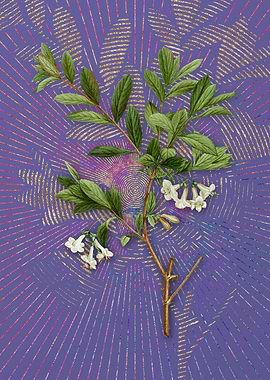 White Honeysuckle Plant