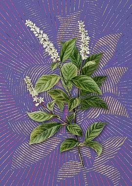 Virginia Sweetspire Purple