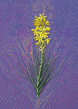 Yellow Asphodel Violet