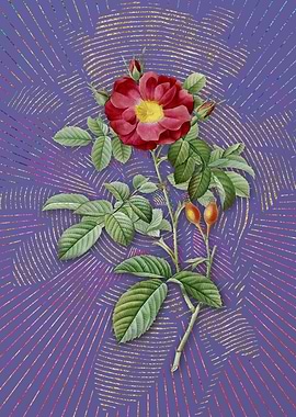 Violet Red Portland Rose