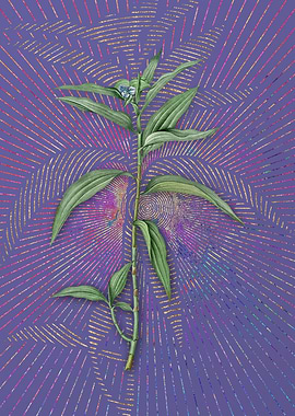 Violet Vintage Dayflower