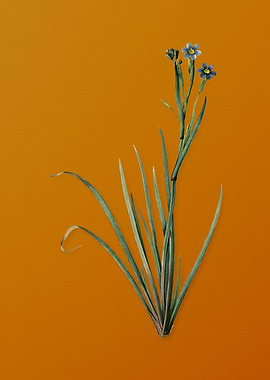 Vintage Bermudiana Flower