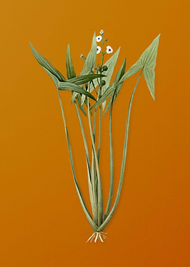 Vintage Arrowhead Flower