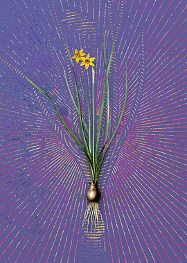 Violet Rush Leaf Jonquil