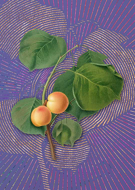 Yellow Apricot 1 Flora